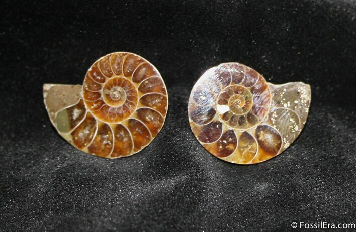 Small Desmoceras Ammonite Pair #1466